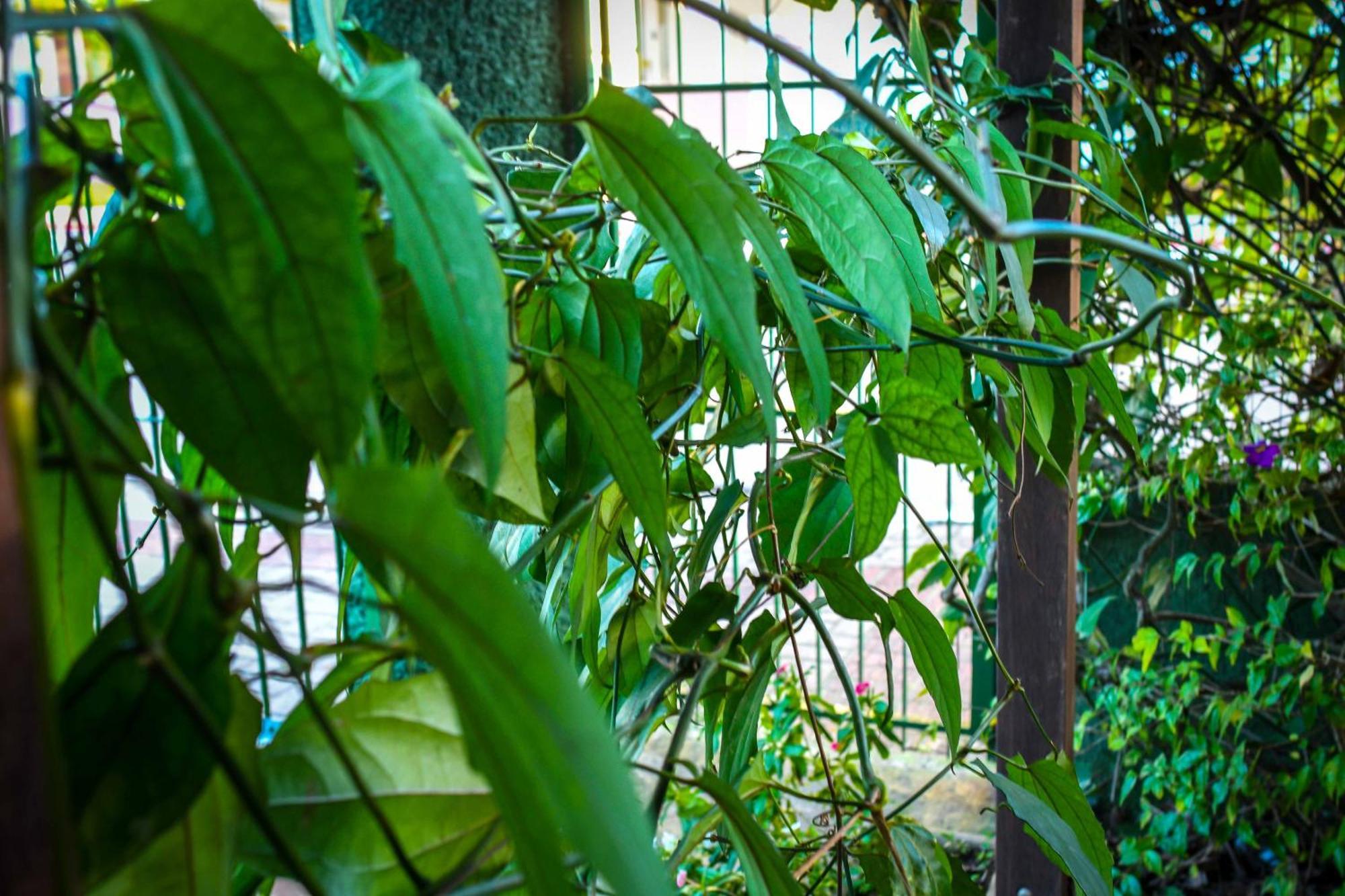 Pousada Natureza Hotel Florianópolis Kültér fotó